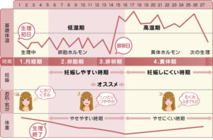 基礎体温とホルモンの関係