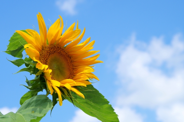 夏