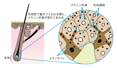 メラニン色素