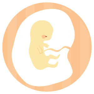 子宮