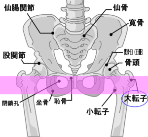 骨盤ベルト　巻き方