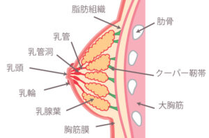 おっぱい断面図