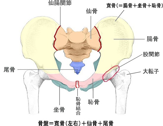 股関節