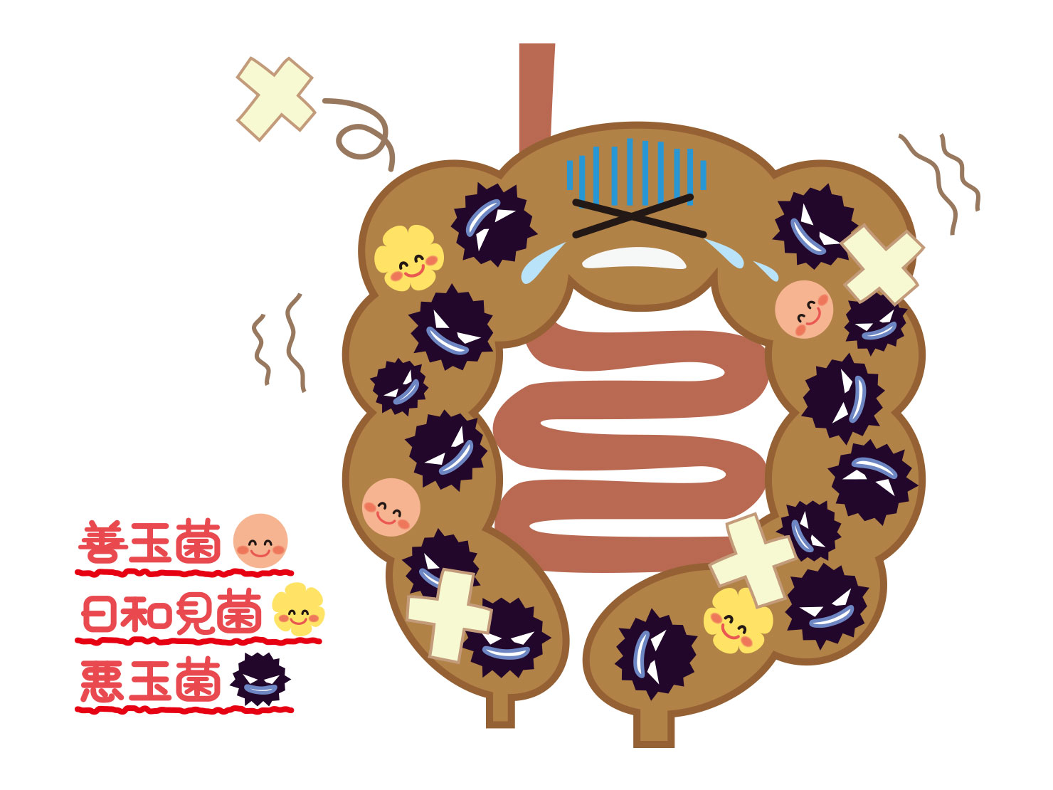 腸内細菌